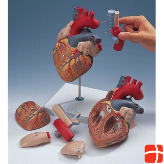 Rüdiger Model heart medical 5-piece on tripod