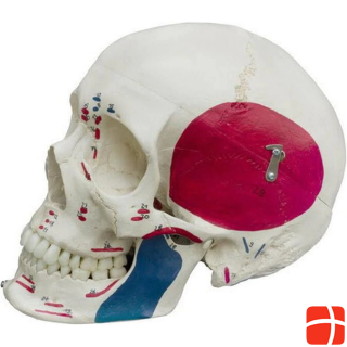 Скелет Рюдигера, гомо череп, специальная версия с изображением мышц