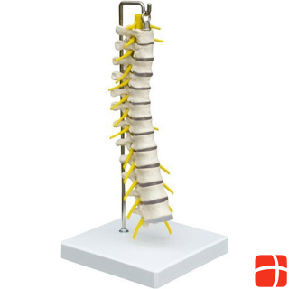 Rüdiger Skeleton thoracic spine