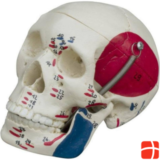 Мини-череп Рюдигера с мышцами