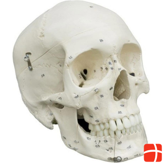 Rüdiger Skeleton Homo череп с нумерацией костей
