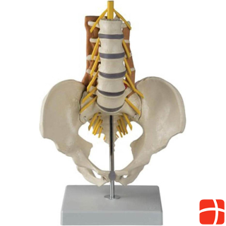 Rüdiger Skeleton pelvis, lumbar spine with lumbar muscles