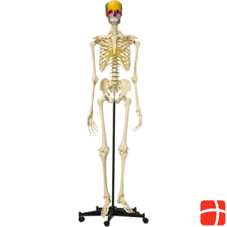 Rüdiger Human skeleton with pinned skull