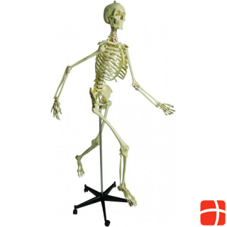 Rüdiger Physiological skeleton with soft intervertebrae