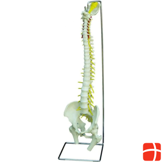 Rüdiger Skeleton spine especially flexible
