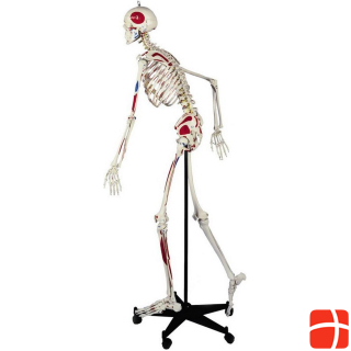 Скелет человека Рюдигера с изображением мышц