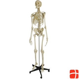 Rüdiger Safety skeleton