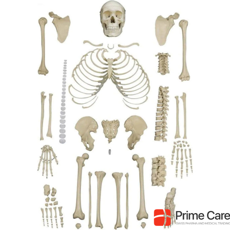 Rüdiger Homo skeleton unassembled, deburred
