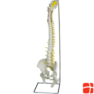 Rüdiger Skeleton spine without stumps