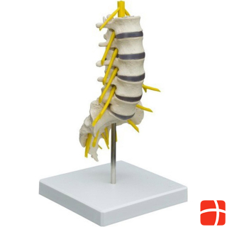 Rüdiger Skeleton lumbar spine