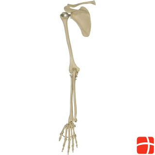 Rüdiger Skeleton arm