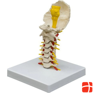 Rüdiger Skeleton cervical spine