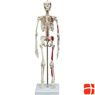 Мини-скелет Рюдигера с изображением мышц