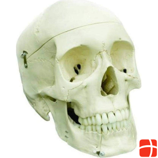 Rüdiger Skeleton homo skull standard
