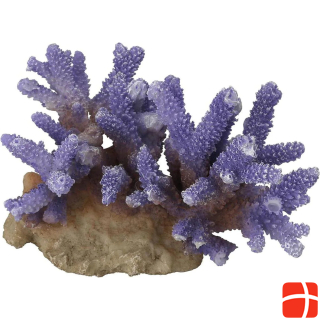 EBI Aqua Della Coral Acropora
