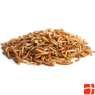 Bunny Mealworms