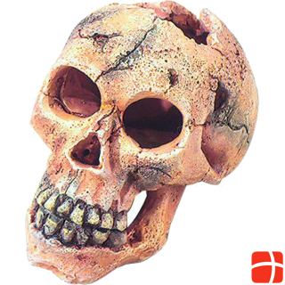  Decor skull S 11cm