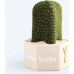 Doiy Cactus