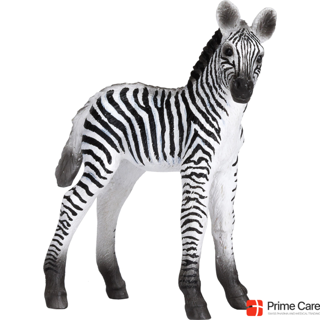 Small foot Zebra foal