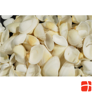 Ambiance Technology Mussels, 3.6 kg White