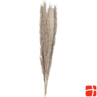 Ginger Ray Pampas grass Dried - Nature 90cm (5pcs)