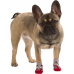  Dog socks Bruno M, grey/red