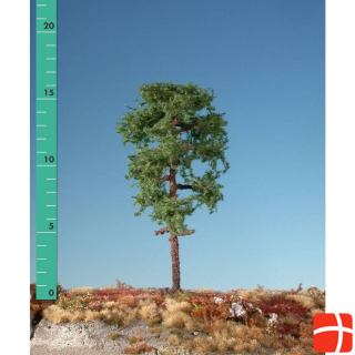 Mininatur Tree Scots pine