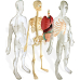 Miniland Human Anatomy