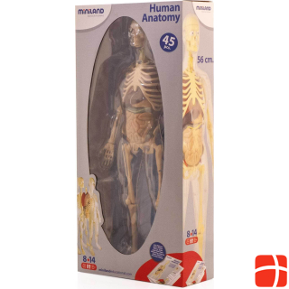 Miniland Human Anatomy