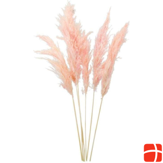 Dekomat Dried flowers pampas grass 6 pieces, Pink