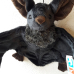 Cornelissen Bat with ribbon