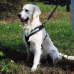 Kleinmetall Allsafe dogs safety belt, size M, Dog, assignment, dog sport, Jogging, Walks
