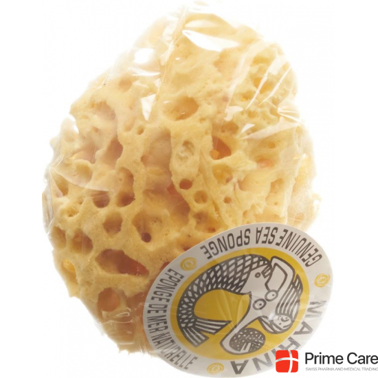 Marina natural sponge Venise 14cm buy online