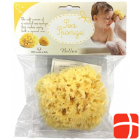 Bellini sea sponge large