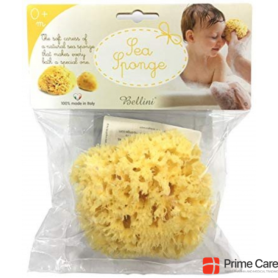 Bellini sea sponge large buy online