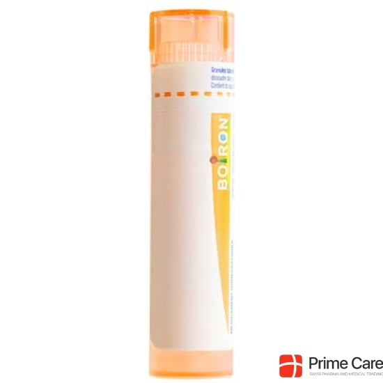 Boiron Stramonium Gran C 15 4g buy online